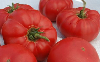 Granny Cantrell's German Red/Pink Tomato