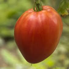 Hungarian Heart Tomato