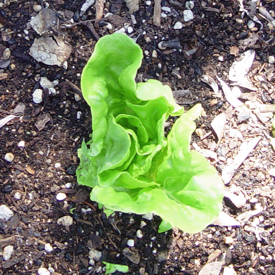 Crawford Bibb Lettuce