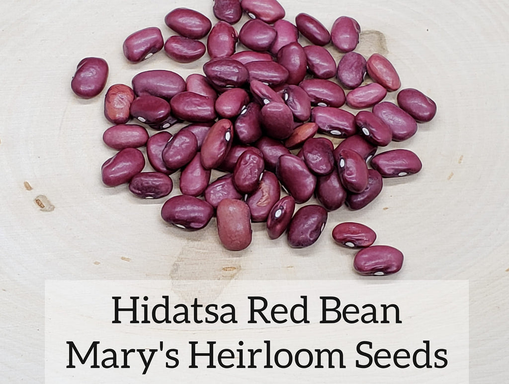 Hidatsa Red Bean