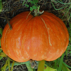 Hopi Orange Squash