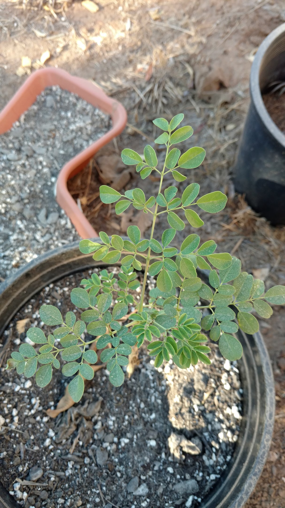 Moringa Oleifera Seeds