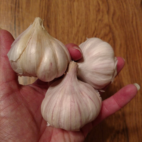 Bogatyr Seed Garlic