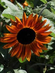 Indian Blanket Sunflower