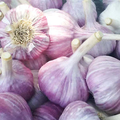Purple Italian Seed Garlic