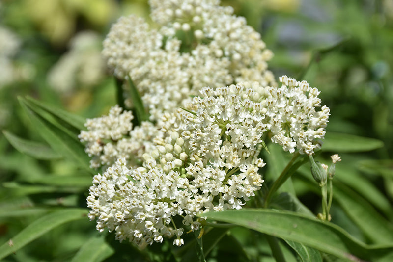 MILKWEED: Asclepias Incarnata White