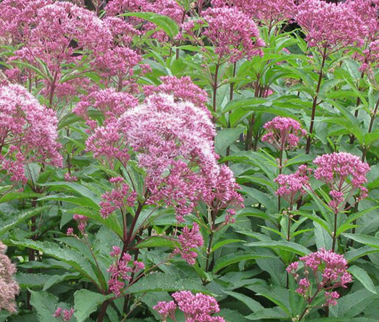 Joe Pye Weed
