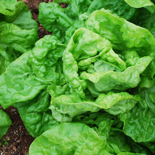 Kagraner Sommer Lettuce
