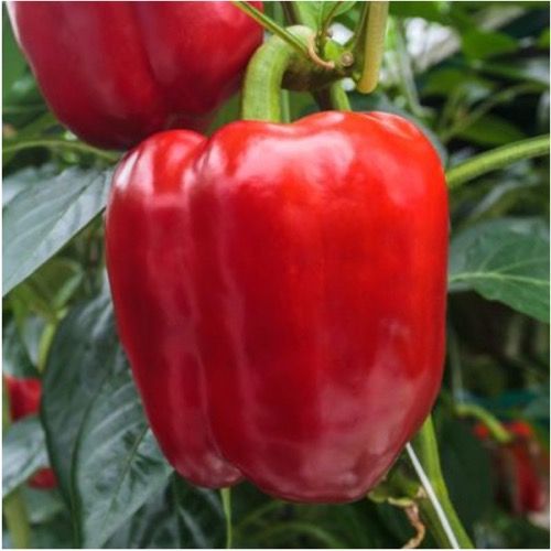 King of the North Pepper – Mary's Heirloom Seeds