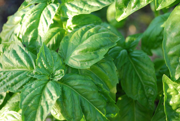 Sweet Basil - Large Leaf