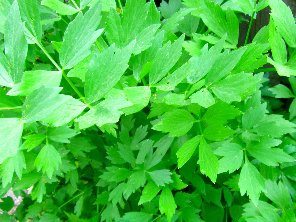 Lovage