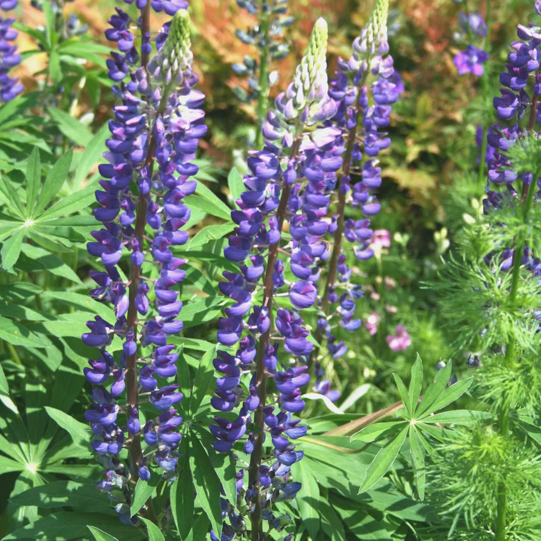 Lupine, Wild