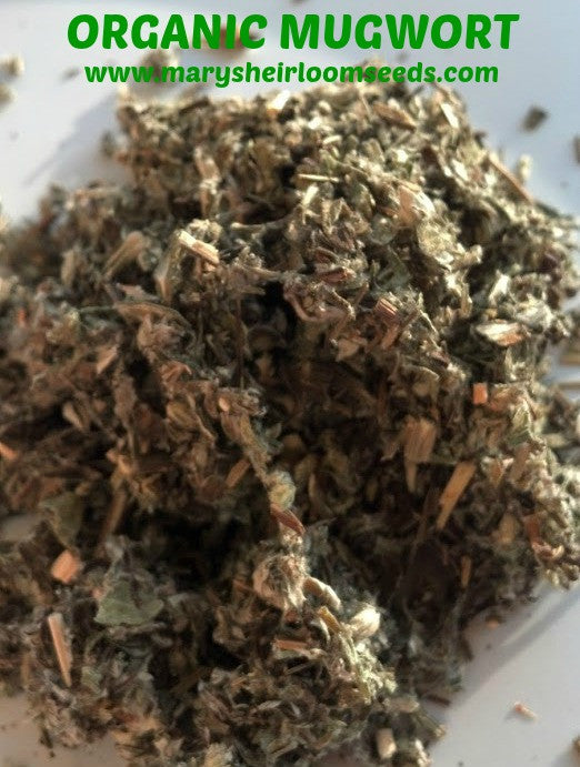 Mugwort Tincture Kit, Organic