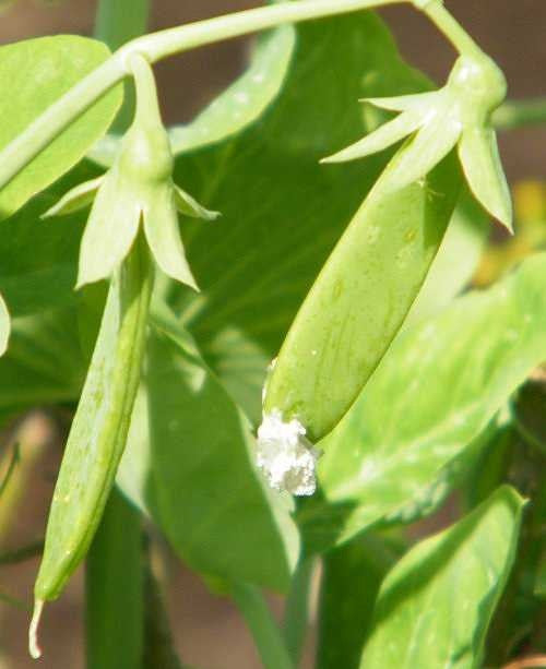 Mammoth Melting Snow Pea