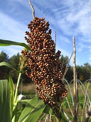 Mennonite Sorghum