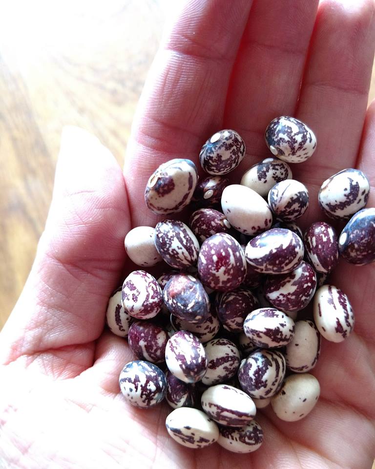 Good Mother Stallard Bean