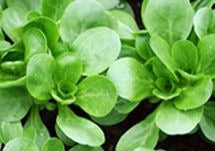 Mache, Dutch Broad Leaf