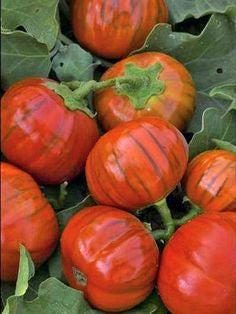 Turkish Orange Eggplant