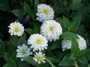 Zinnia "Polar Bear"