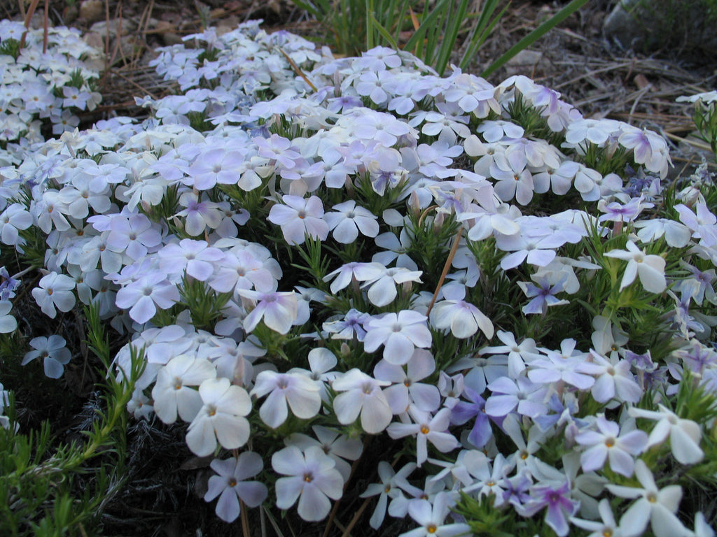 Mountain Phlox