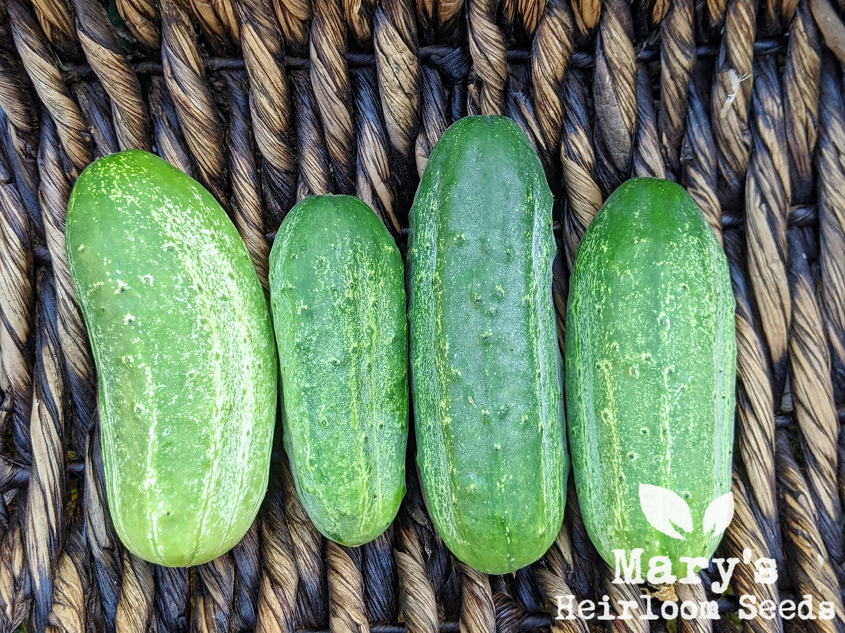 Boston Pickling Cucumber