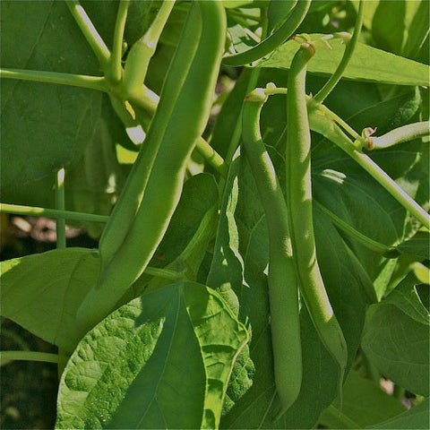 Provider Bush Beans