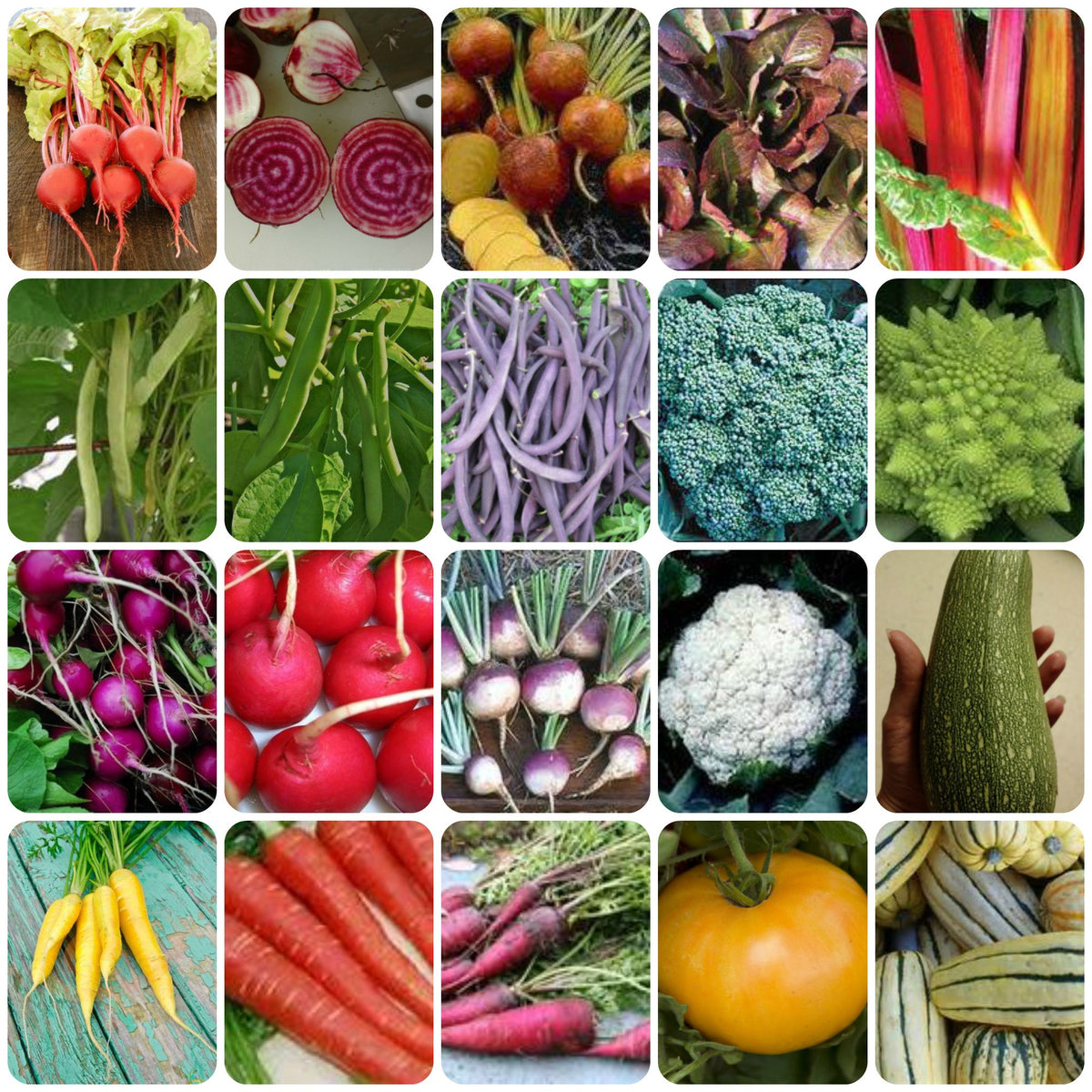 garden seed packages Rainbow Garden Seed Combo Pack – Mary's Heirloom Seeds
