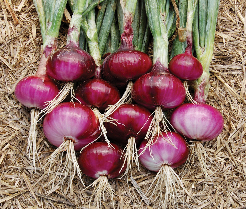 Red Burgundy Onion