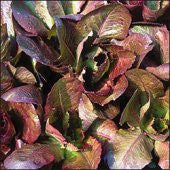 Rouge d'Hiver Lettuce