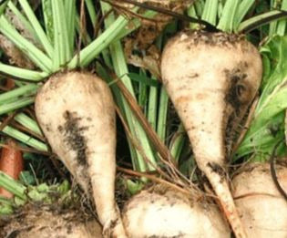 Sugar Beet