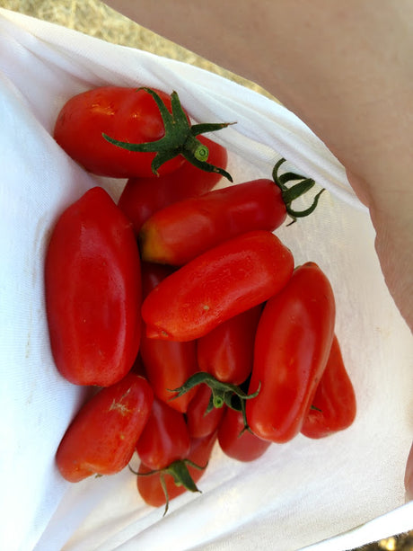 San Marzano Tall Vine Tomato