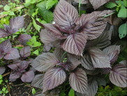 Red Shiso Basil