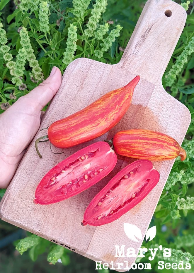 Speckled Roman Tomato