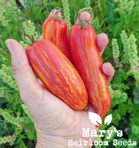 Mary's Heirloom Tomato Seed Collection