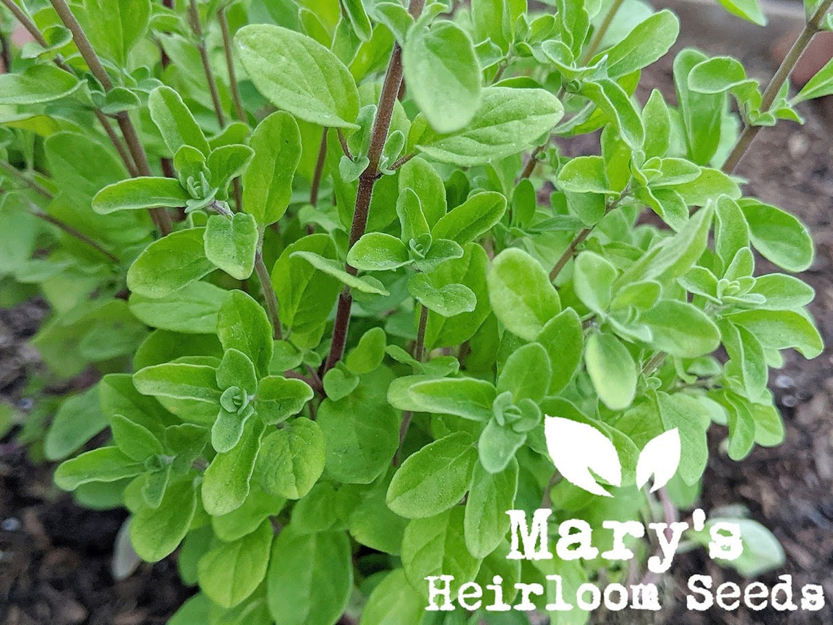 Sweet Marjoram