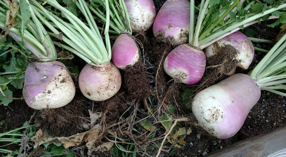 Purple Top Whiteglobe Turnip