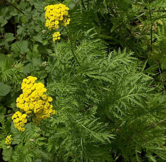 Tansy