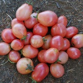 Thai Pink Pear Tomato