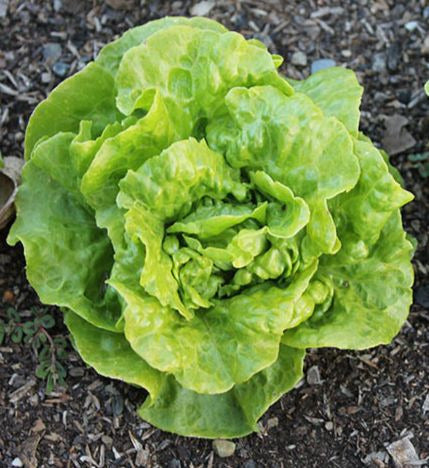 Tom Thumb Lettuce
