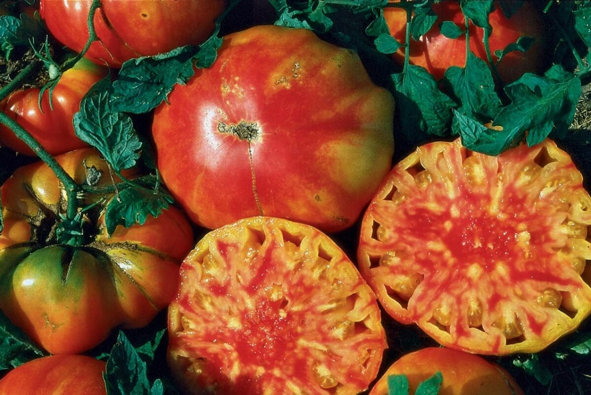 Hillbilly Flame Tomato