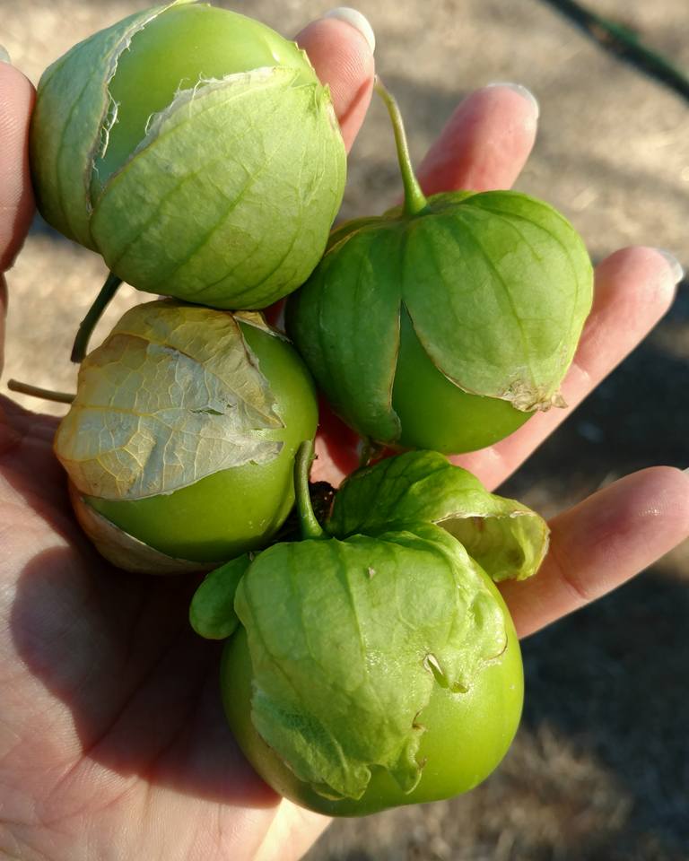 Cisineros Grande Tomatillo