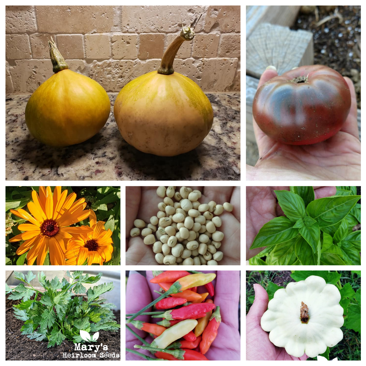 This Holistic House "Veggie Sampler"