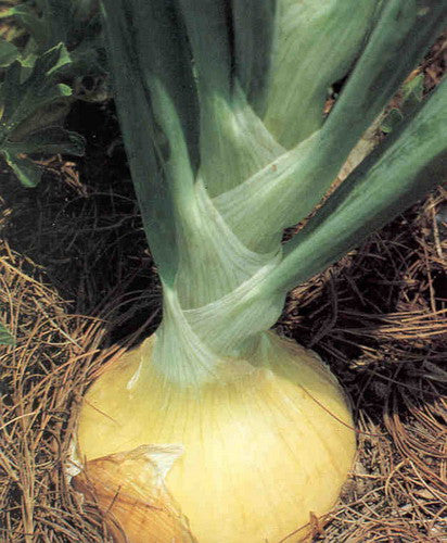 Walla Walla Onion