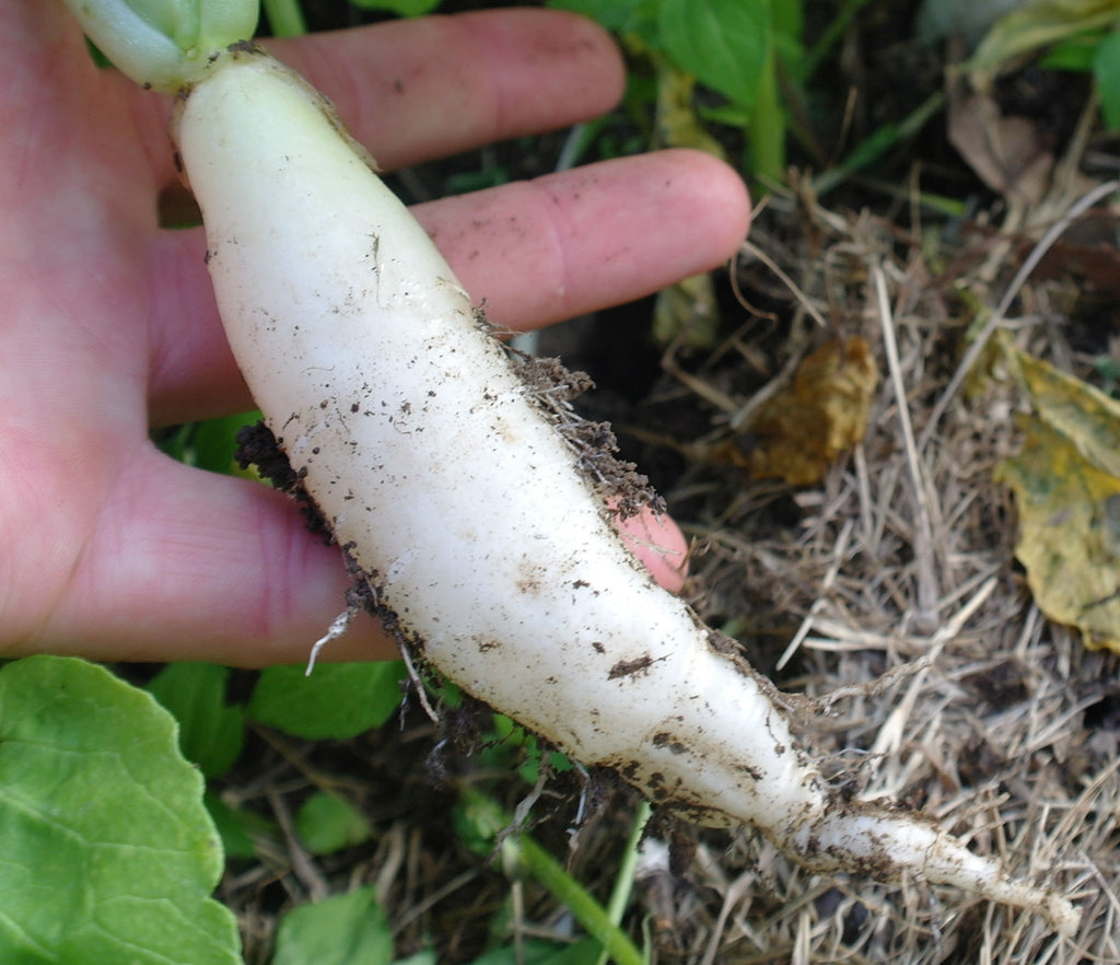 White Icicle Radish