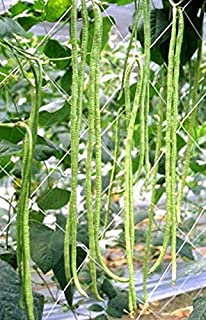 Oriental Yard Long Pole Bean