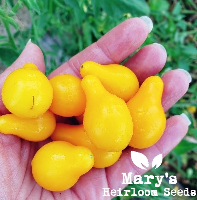 Yellow Pear Tomato