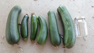 Black Beauty Zucchini