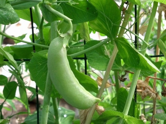 Alaska Pea