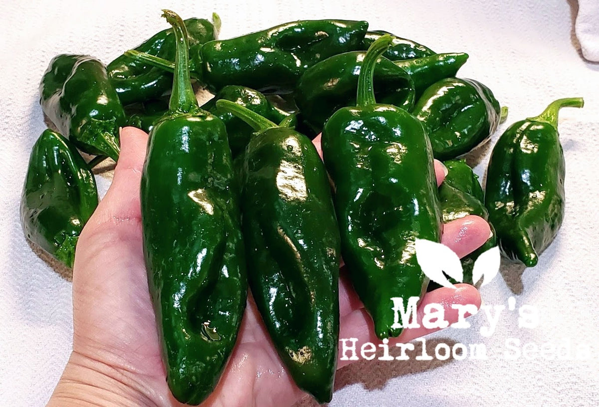 ancho pepper plant Ancho Poblano Pepper – Mary's Heirloom Seeds