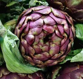 Purple Italian Globe Artichoke